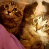 Kismet photo 4