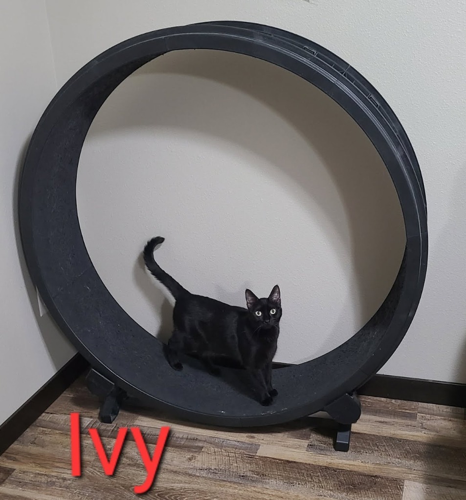 Ivy, an adoptable Domestic Short Hair in Minot, ND, 58701 | Photo Image 1