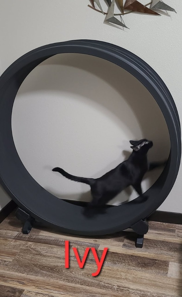 Ivy, an adoptable Domestic Short Hair in Minot, ND, 58701 | Photo Image 2