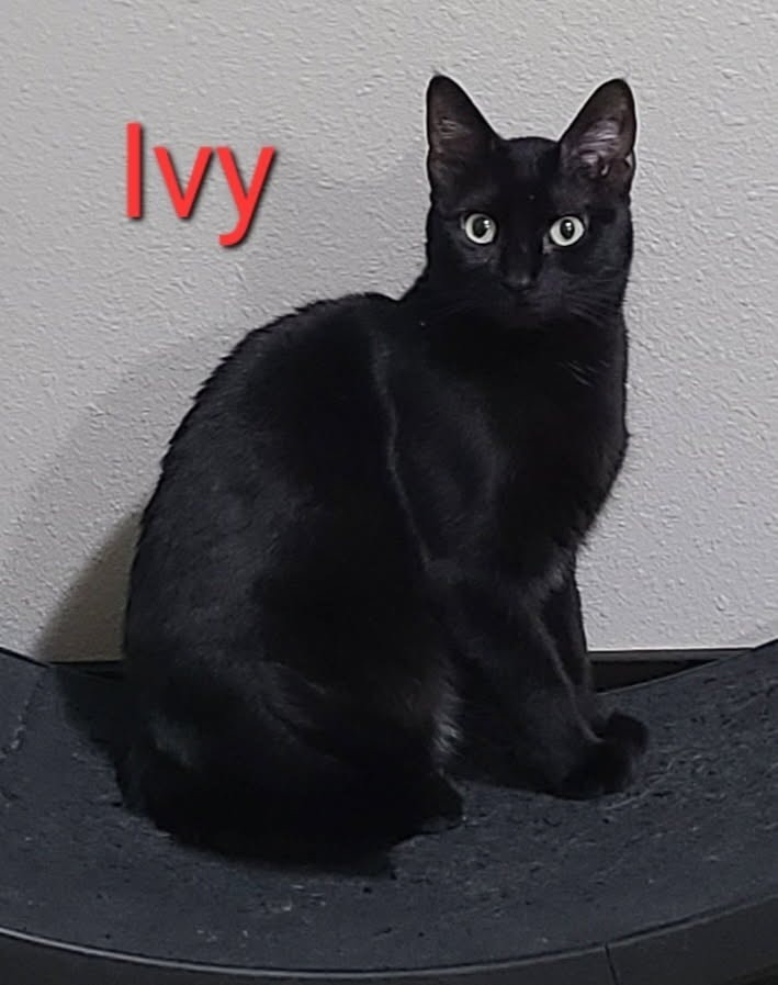 Ivy, an adoptable Domestic Short Hair in Minot, ND, 58701 | Photo Image 3