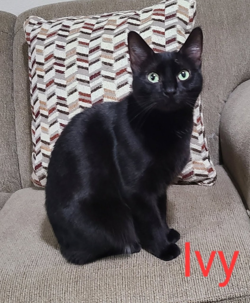 Ivy, an adoptable Domestic Short Hair in Minot, ND, 58701 | Photo Image 4