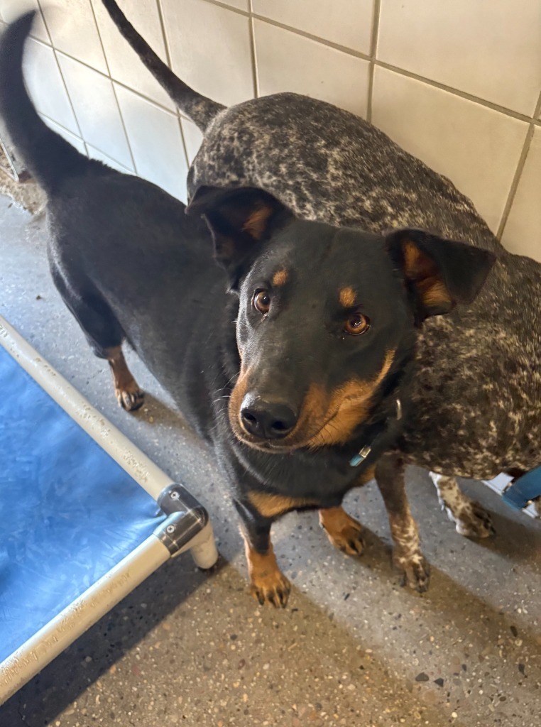 Grizzly, an adoptable Australian Cattle Dog / Blue Heeler, Doberman Pinscher in Rock Springs, WY, 82901 | Photo Image 1
