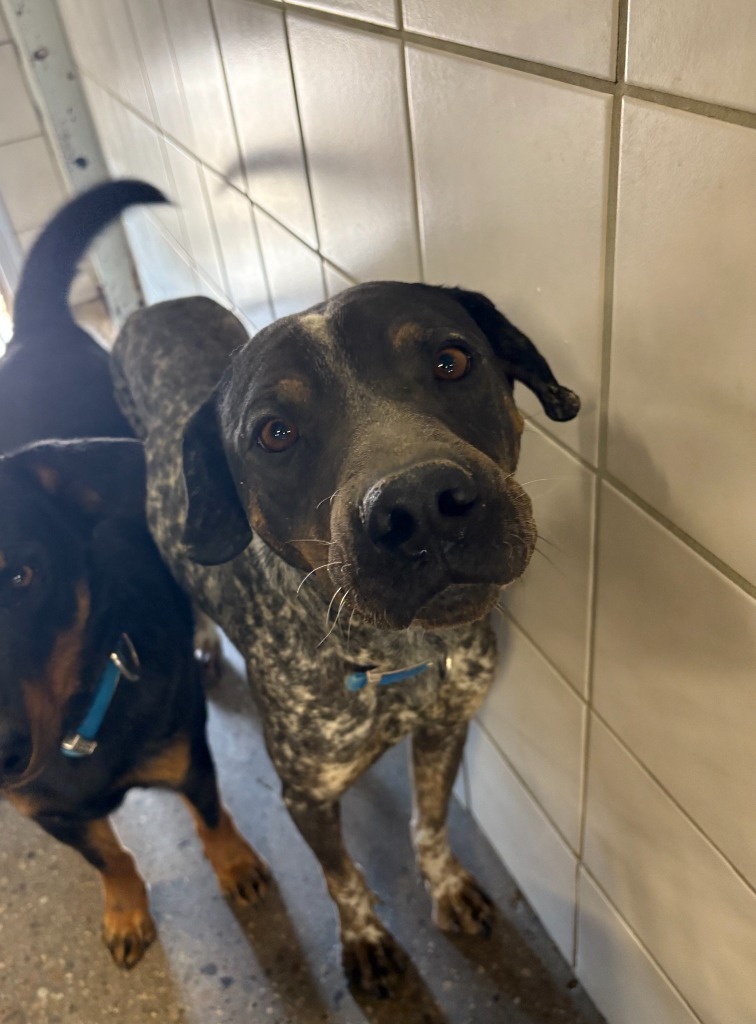 Goose, an adoptable Australian Cattle Dog / Blue Heeler, Pit Bull Terrier in Rock Springs, WY, 82901 | Photo Image 1