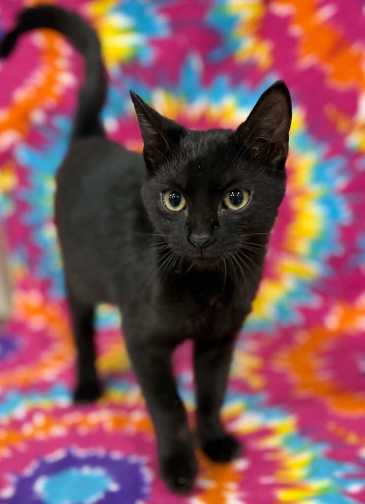 Darcy, an adoptable Domestic Short Hair in Corpus Christi, TX, 78415 | Photo Image 1