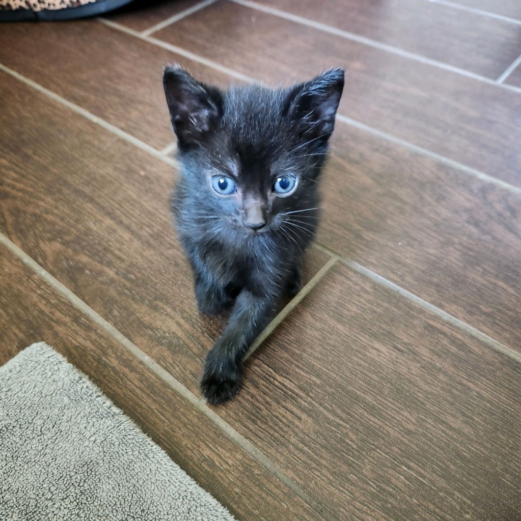 Darcy, an adoptable Domestic Short Hair in Corpus Christi, TX, 78415 | Photo Image 2