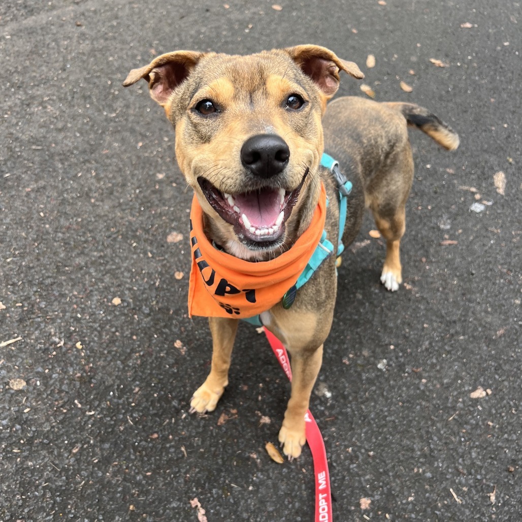Barley, an adoptable Mixed Breed in Kailua Kona, HI, 96740 | Photo Image 1