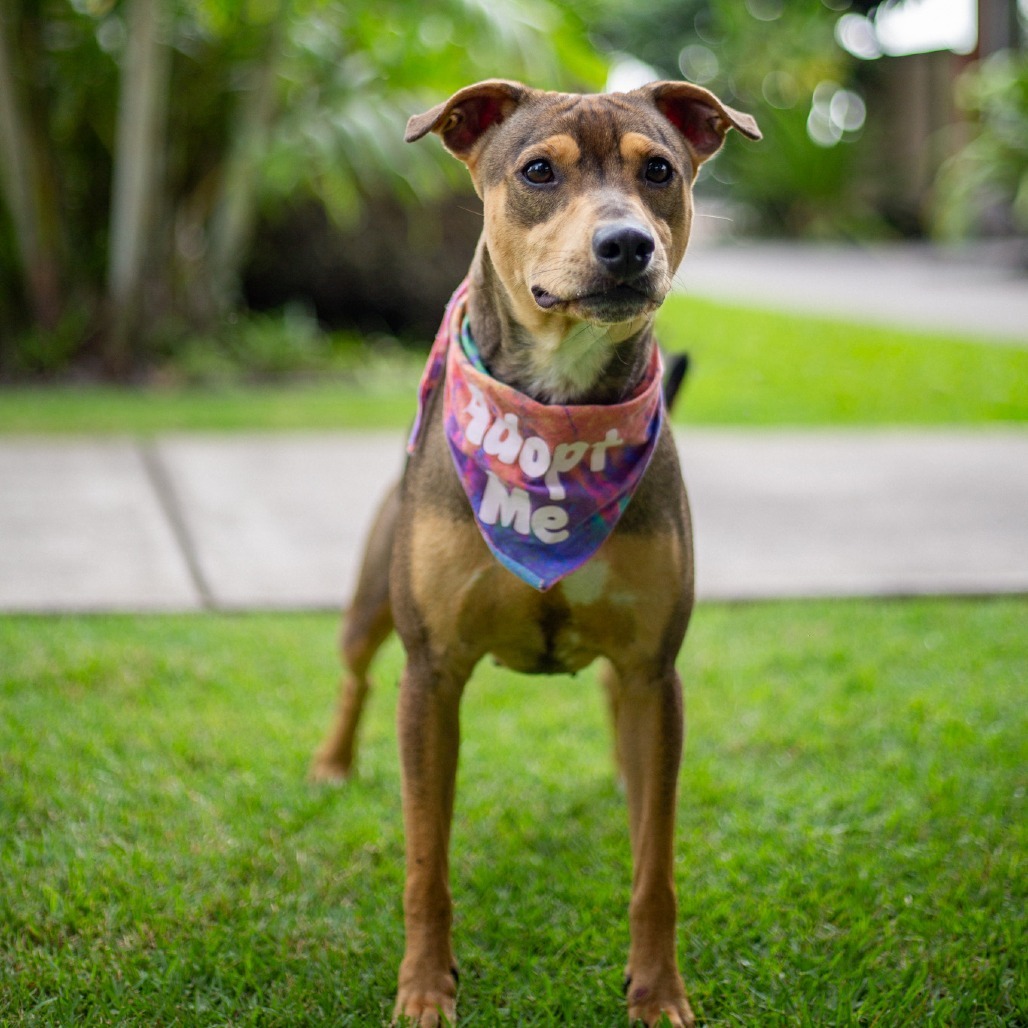 Barley, an adoptable Mixed Breed in Kailua Kona, HI, 96740 | Photo Image 3