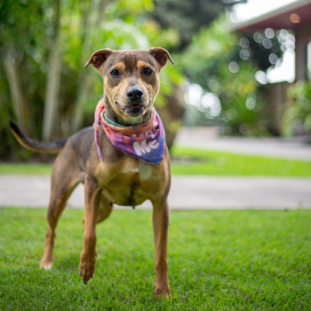 Barley, an adoptable Mixed Breed in Kailua Kona, HI, 96740 | Photo Image 4