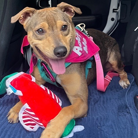 Barley, an adoptable Mixed Breed in Kailua Kona, HI, 96740 | Photo Image 6