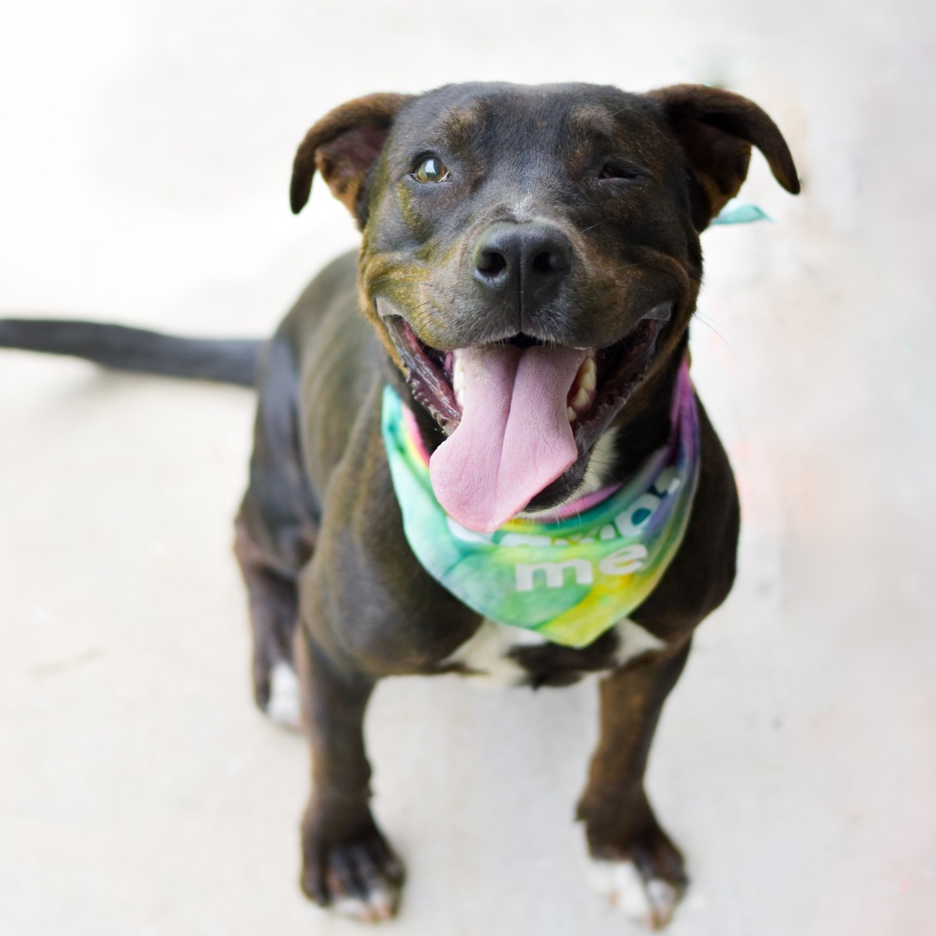 Frankie, an adoptable Mixed Breed in Kailua Kona, HI, 96740 | Photo Image 1