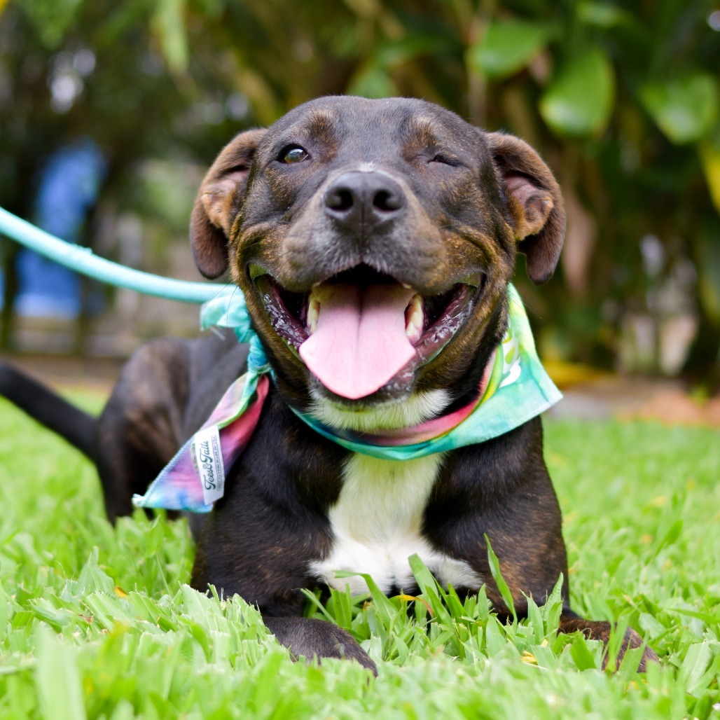 Frankie, an adoptable Mixed Breed in Kailua Kona, HI, 96740 | Photo Image 2