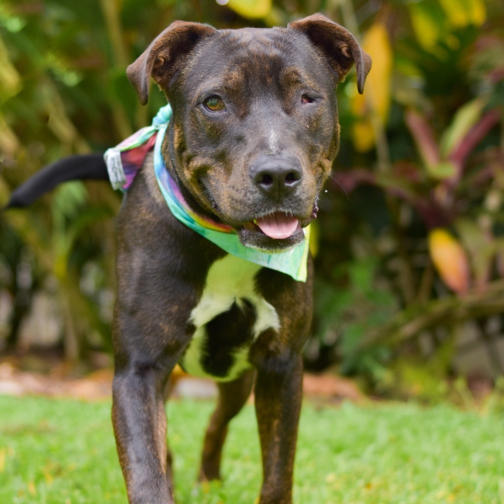 Frankie, an adoptable Mixed Breed in Kailua Kona, HI, 96740 | Photo Image 3