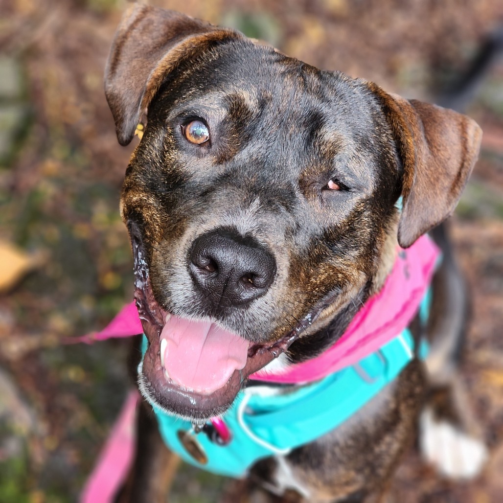 Frankie, an adoptable Mixed Breed in Kailua Kona, HI, 96740 | Photo Image 5
