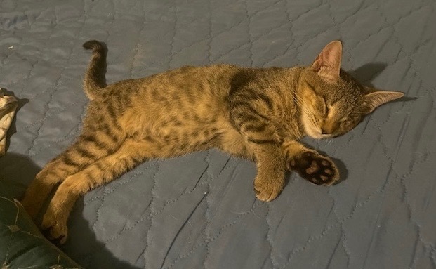 Stripes