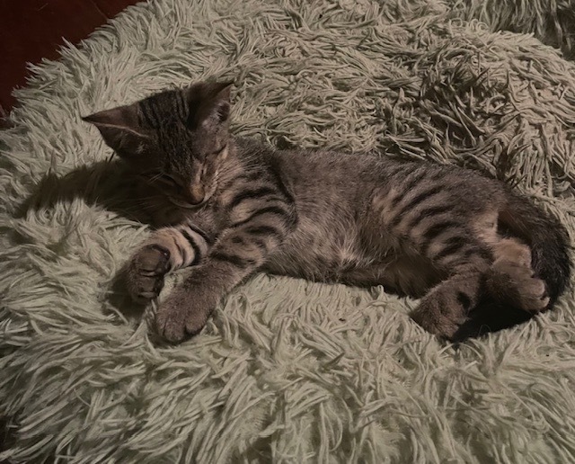 Stripes