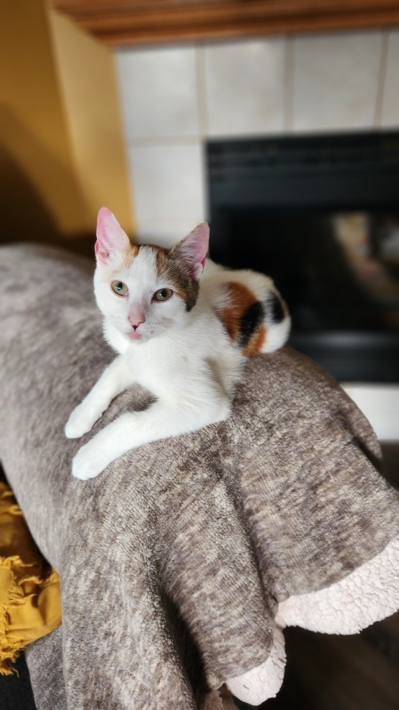 Toffee