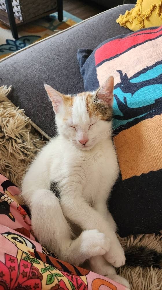 Toffee