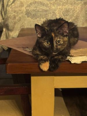 Daphne, Baby Female unknown