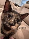 Sookie photo 1