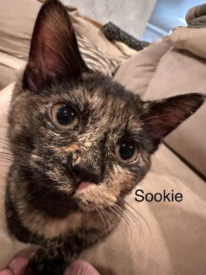 Sookie, Baby Female unknown