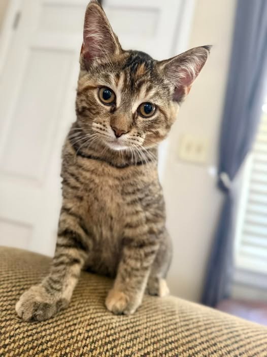 Auggie