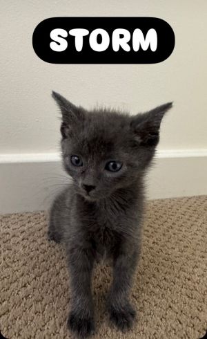 Storm, Baby Male unknown
