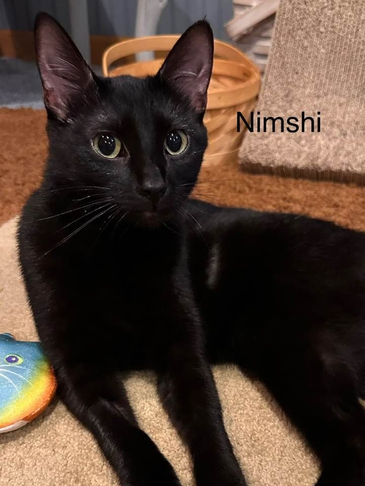 Nimshi