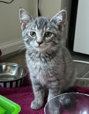 Athena, Baby Female unknown
