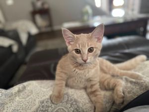 Apollo, Baby Male unknown