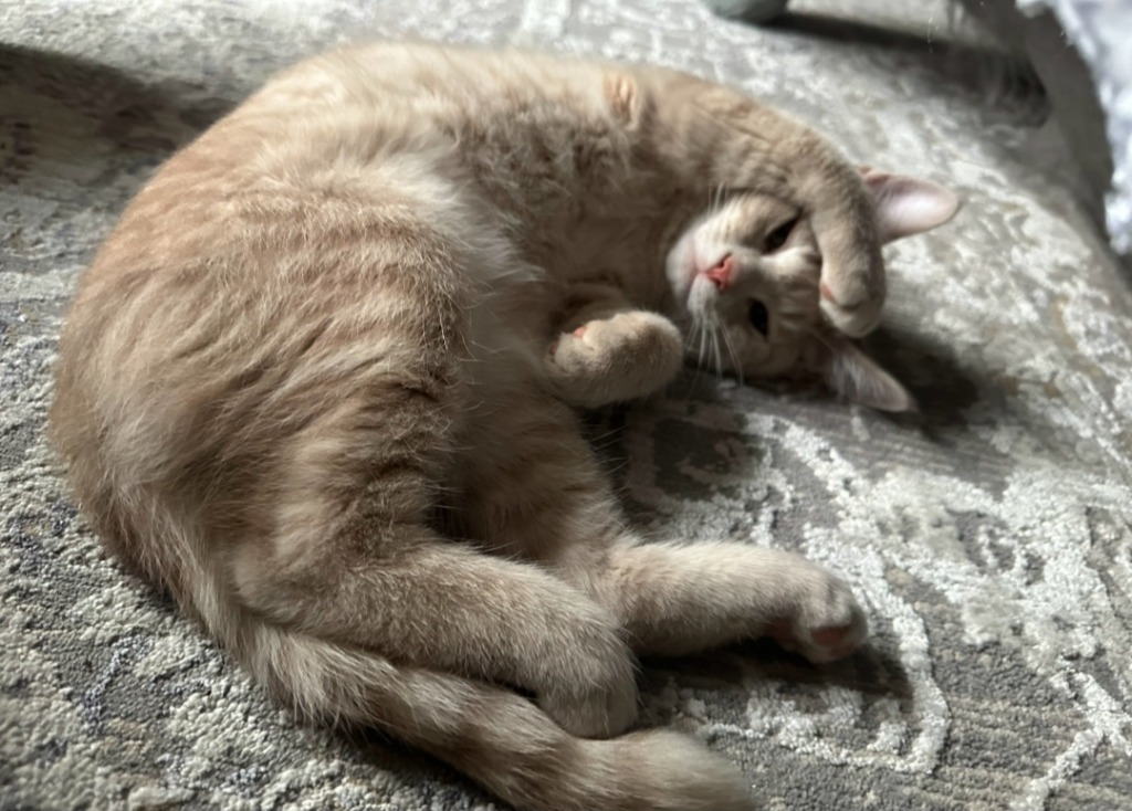 Apollo