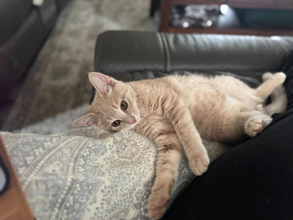 Apollo