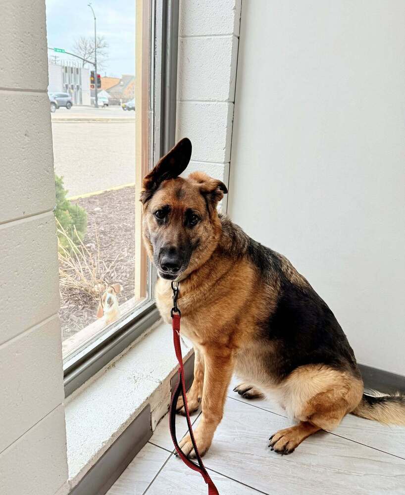 Roxee ~Foster Needed~