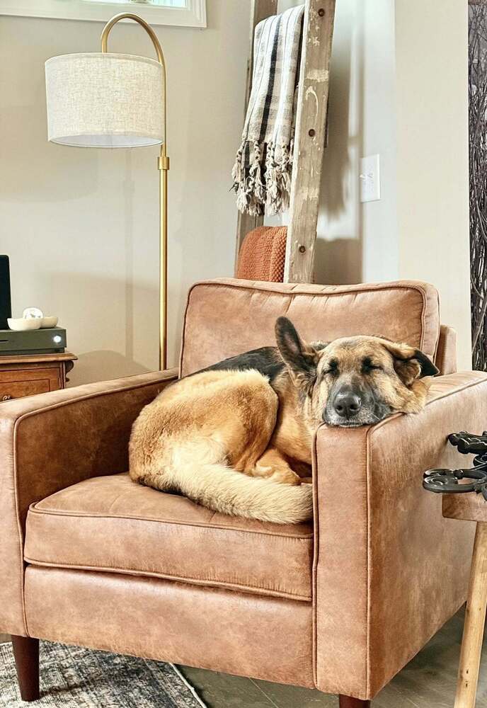 Roxee ~Foster Needed~
