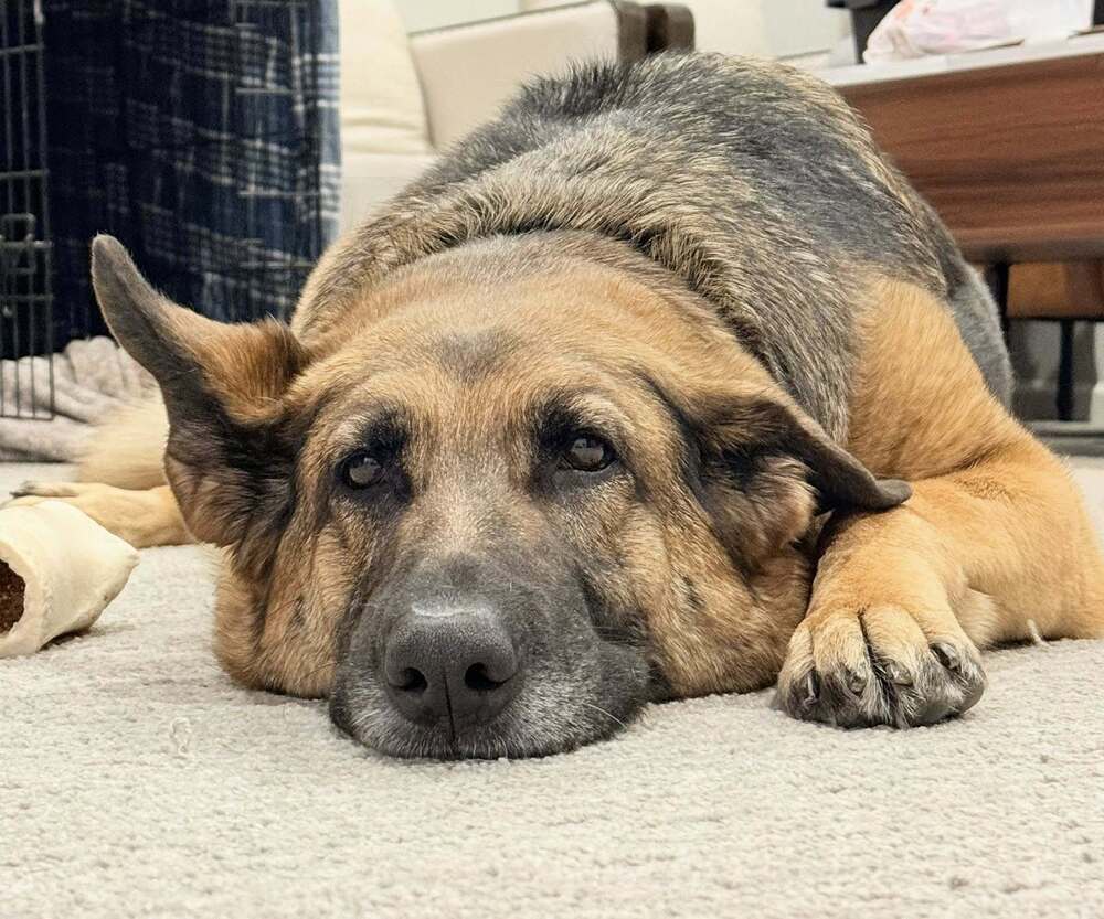 Roxee ~Foster Needed~