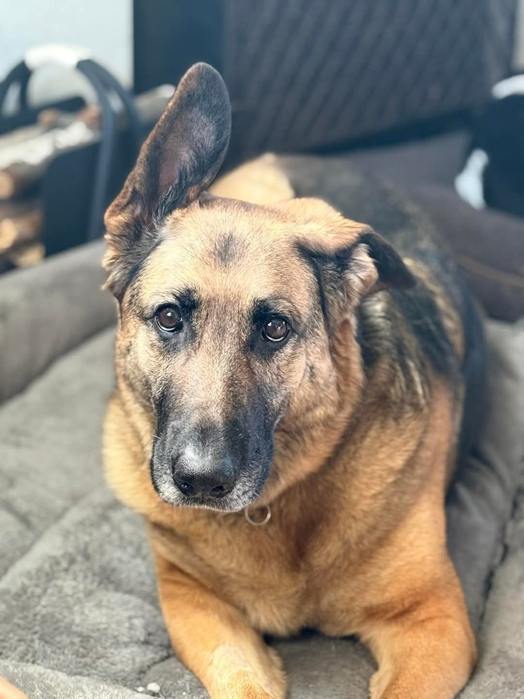 Roxee ~Foster Needed~