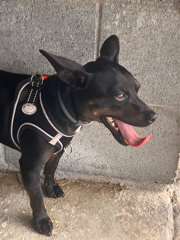 Luca