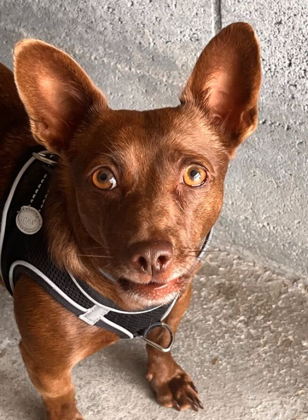 Milo