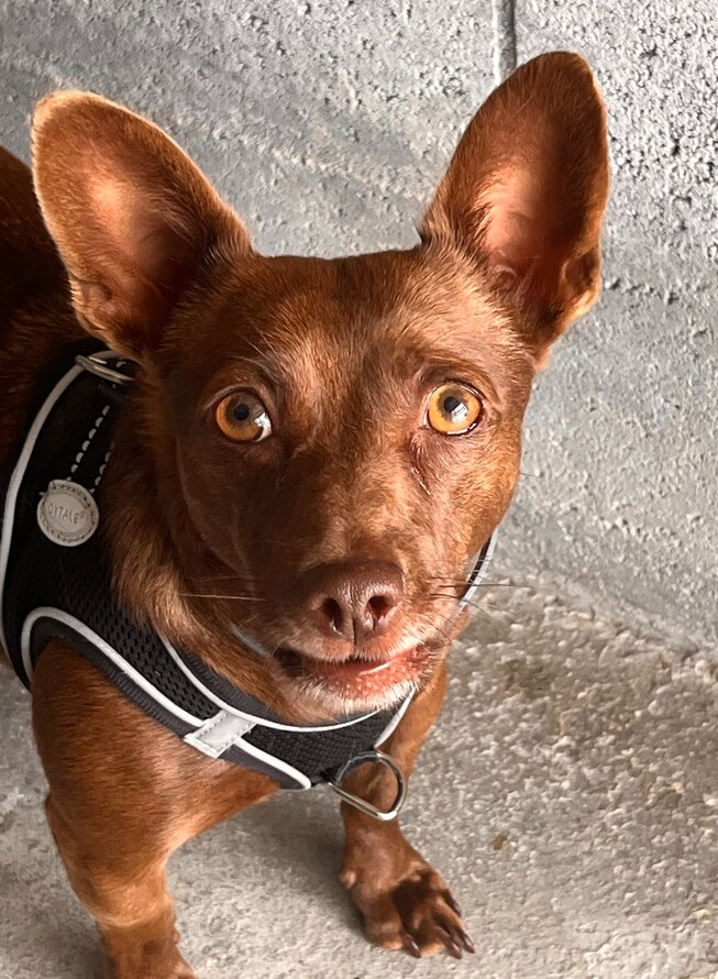 Milo
