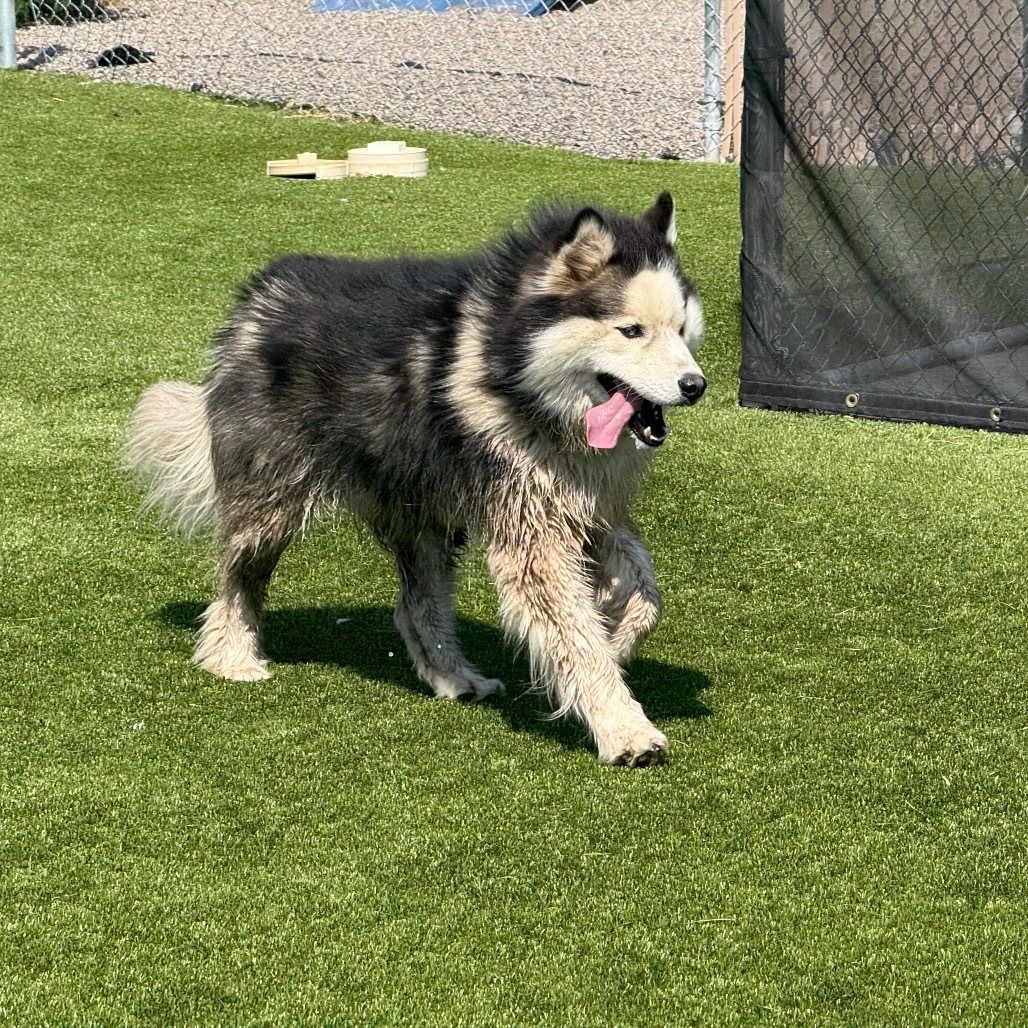 Fish, an adoptable Husky in Idaho Falls, ID, 83402 | Photo Image 1