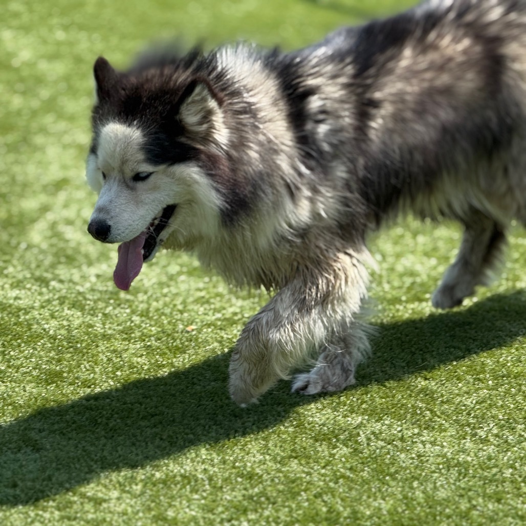 Fish, an adoptable Husky in Idaho Falls, ID, 83402 | Photo Image 2