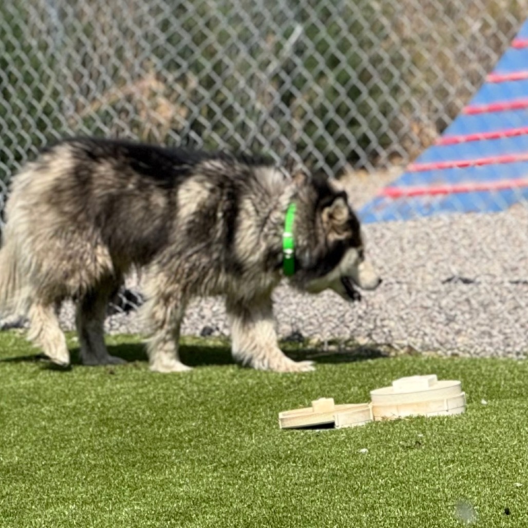 Fish, an adoptable Husky in Idaho Falls, ID, 83402 | Photo Image 3