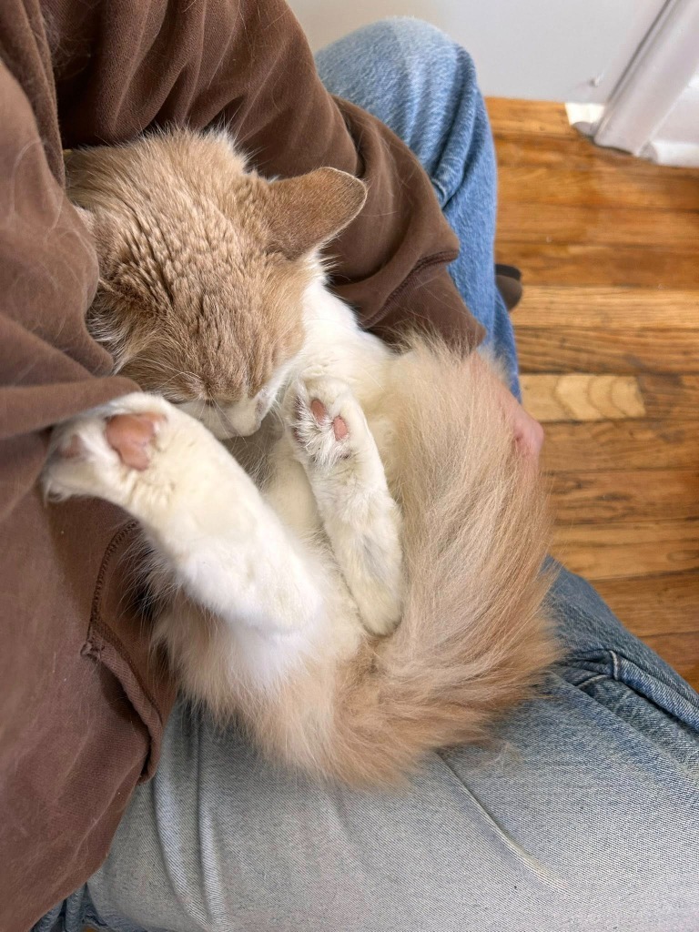 Creamsicle