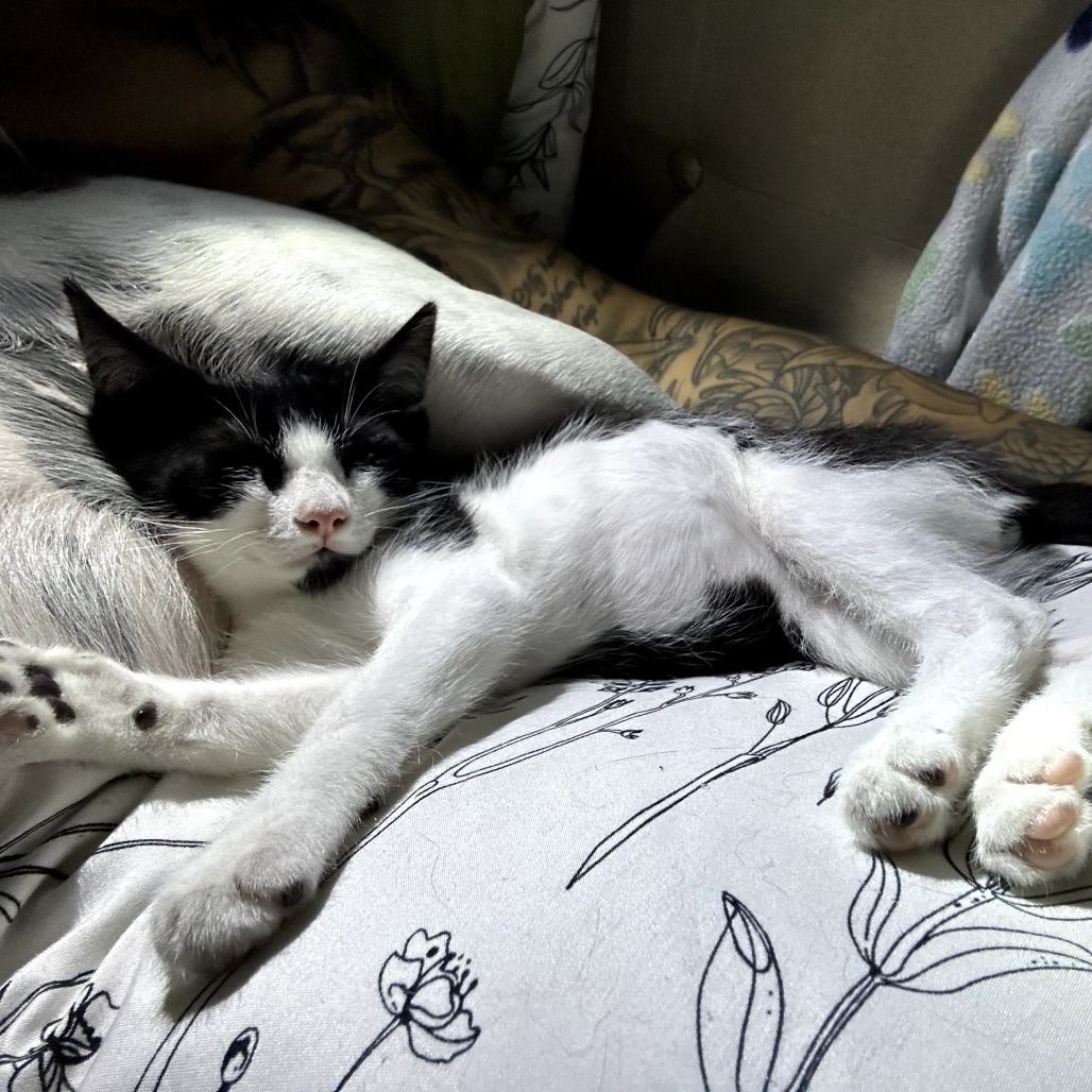 Ozzy