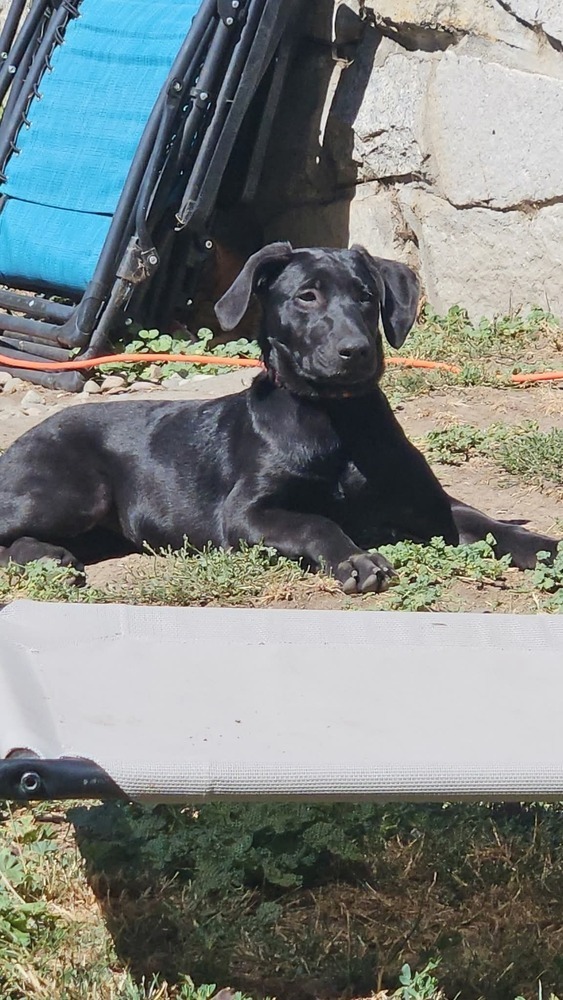Astrid Hofferson, an adoptable Weimaraner, German Shepherd Dog in Spokane, WA, 99207 | Photo Image 1