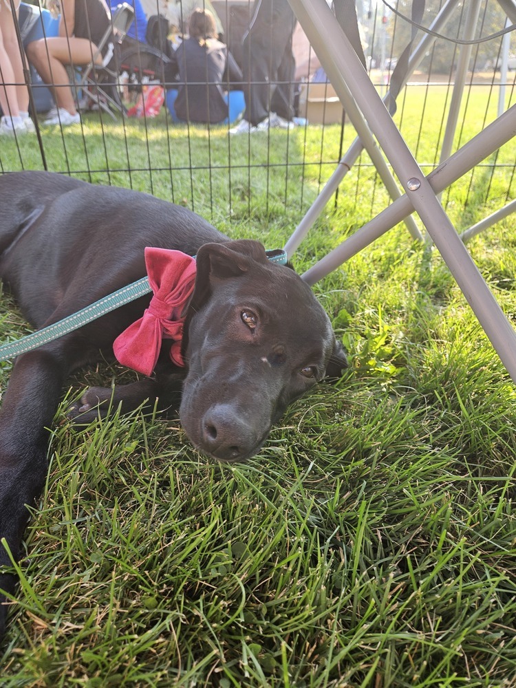 Astrid Hofferson, an adoptable Weimaraner, German Shepherd Dog in Spokane, WA, 99207 | Photo Image 2