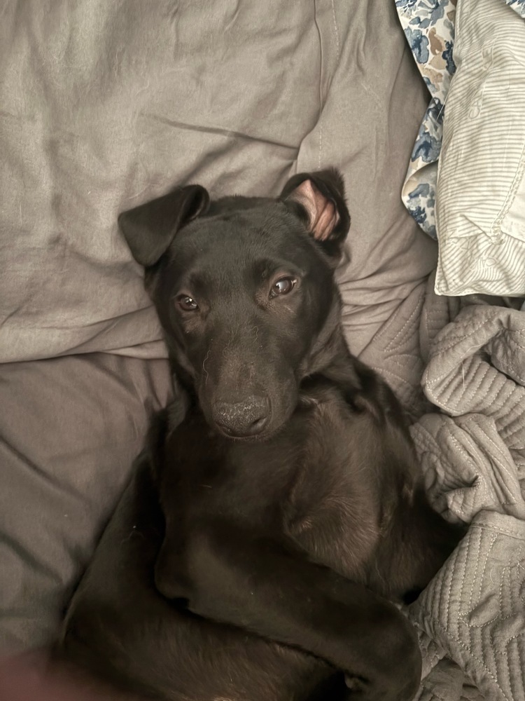 Astrid Hofferson, an adoptable Weimaraner, German Shepherd Dog in Spokane, WA, 99207 | Photo Image 3