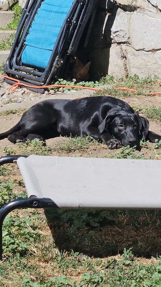 Astrid Hofferson, an adoptable Weimaraner, German Shepherd Dog in Spokane, WA, 99207 | Photo Image 3