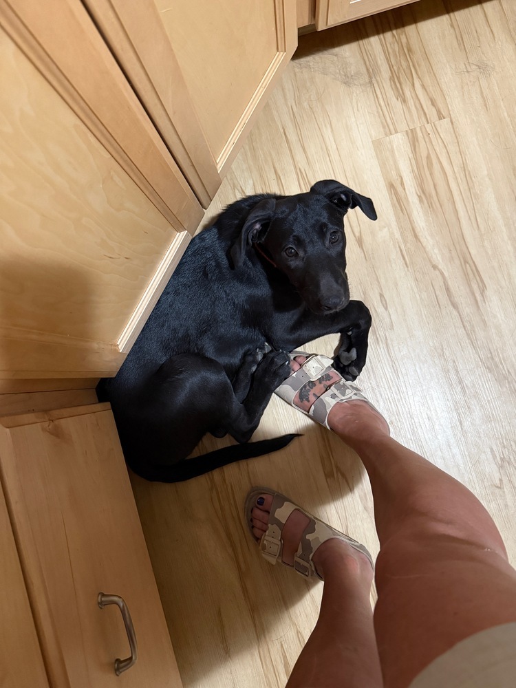 Astrid Hofferson, an adoptable Weimaraner, German Shepherd Dog in Spokane, WA, 99207 | Photo Image 5