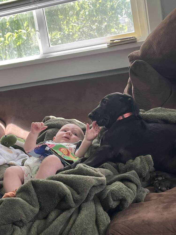 Astrid Hofferson, an adoptable Weimaraner, German Shepherd Dog in Spokane, WA, 99207 | Photo Image 5