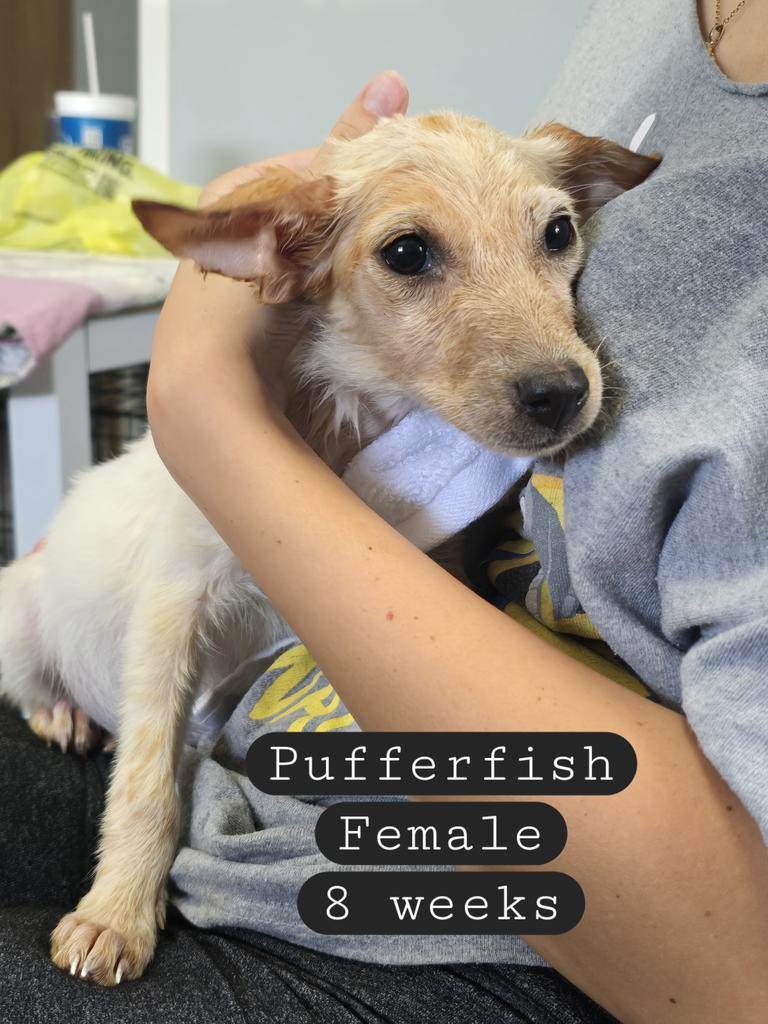 Pufferfish, an adoptable Terrier, Mixed Breed in Holbrook, AZ, 86025 | Photo Image 1